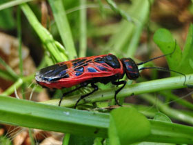 Фото Caenolyda reticulata