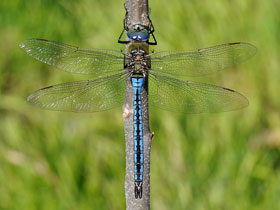 Фото Characopygus modestus