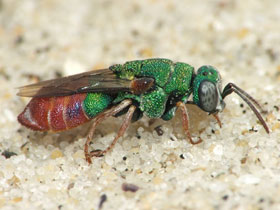 Фото Parnopes grandior