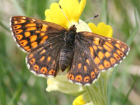 Фото Hamearis lucina