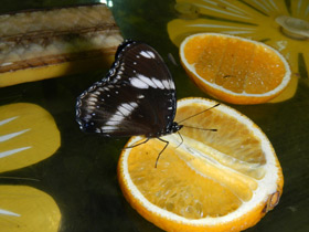 Фото Mariposa de la luna azul