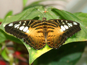 Фото Mariposa de Clipper