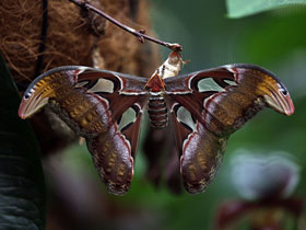 Фото Mariposa atlas