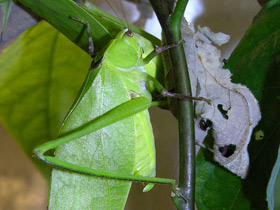 Фото Saltamontes hoja