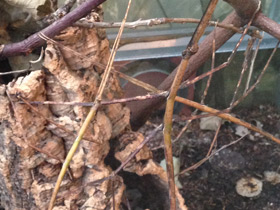 Фото Палочник Куникулина