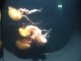 Фото Pacific sea nettles
