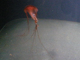 Фото Medusa ortiga japonesa