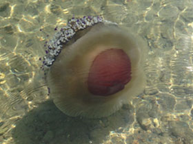 Фото Mediterranean jelly