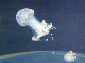 Фото Australian spotted jellyfish