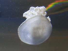 Фото Пятнистая австралийская медуза