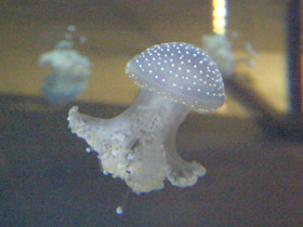 Фото Australian spotted jellyfish