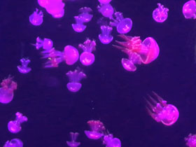 Фото Flame jellyfish