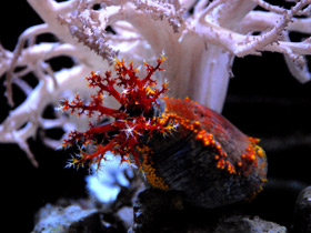 Фото Трехцветная голотурия