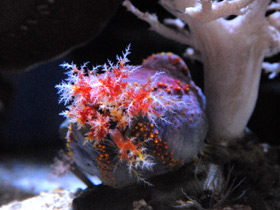 Фото Трехцветная голотурия