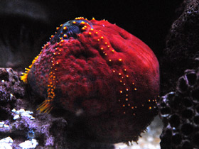 Фото Трехцветная голотурия