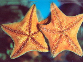 Estrella de mar de pie ganso