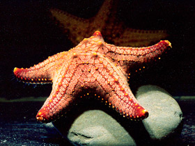 Фото Пятнистая морская звезда
