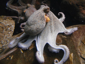 Фото Pulpo común