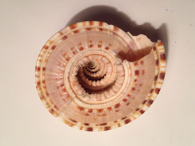 Фото Staircase shells