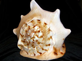 Фото Horned helmet