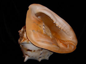 Фото Horned helmet