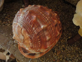 Фото Red helmet shell