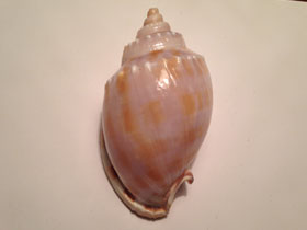 Фото Banded bonnet