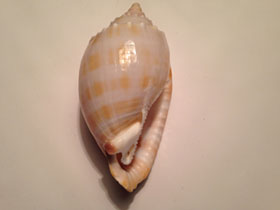 Фото Banded bonnet