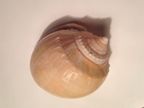 Фото Grey bonnet