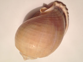 Фото Grey bonnet