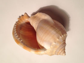 Фото Grey bonnet