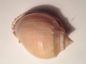 Фото Grey bonnet