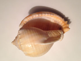 Фото Grey bonnet