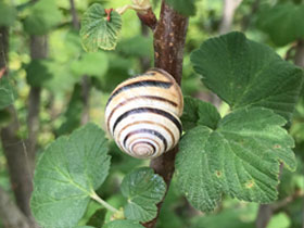 Фото Grove snail