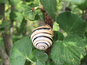 Фото Grove snail