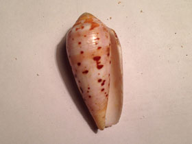 Фото Circumcision cone