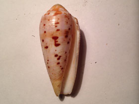 Фото Circumcision cone