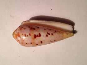 Фото Circumcision cone