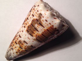 Фото Imperial cone