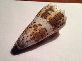 Фото Imperial cone