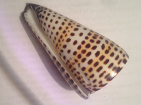 Фото Lettered cone