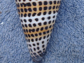 Фото Lettered cone