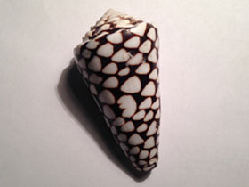 Фото Marble cone