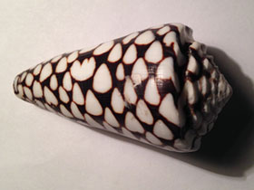 Фото Marble cone