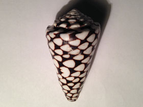 Фото Marble cone