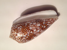 Фото Teхtile cone