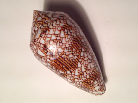 Фото Teхtile cone