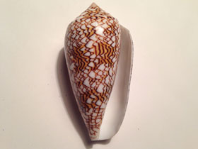 Фото Teхtile cone