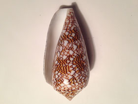 Фото Teхtile cone