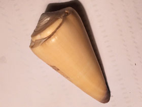 Фото Virgin cone